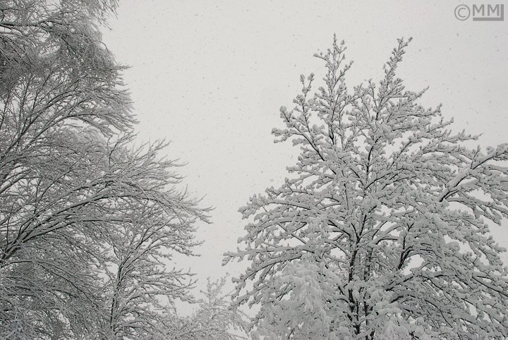 Spring VS Old Man Winter | on the wing photography