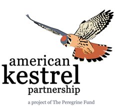 American Kestrel Partnership American Kestrel Partnership