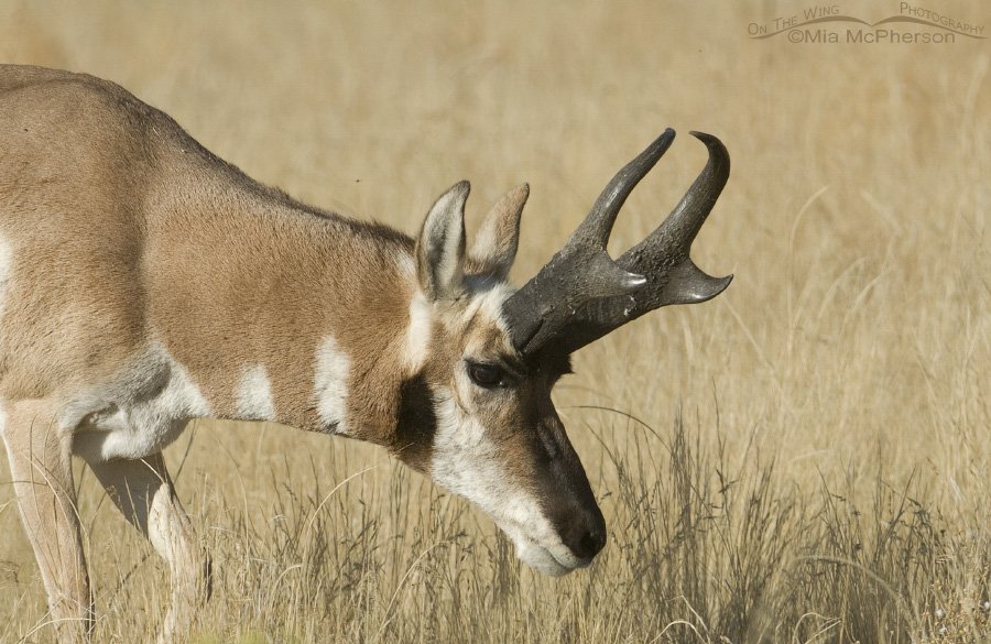 Horn sheath growth in Pronghorns Mia McPherson's On The Wing Photography