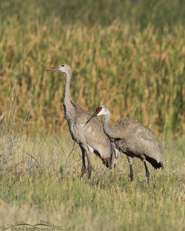 sandhill-cranes-adult-juvenile-mia-mcpherson-2636.jpg