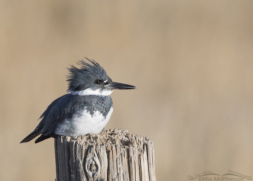 Male Belted Kingfisher at Farmington Bay WMA Mia McPherson's On The