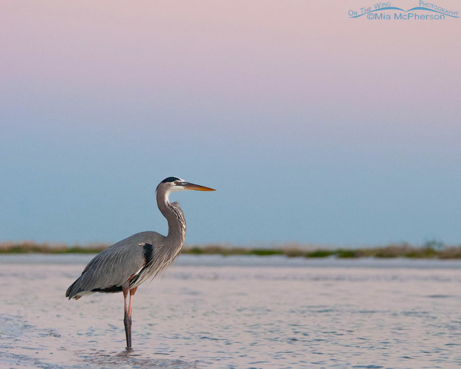 Earth Shadow with a Great Blue Heron, Fort De Soto County Park, Pinellas County, Florida