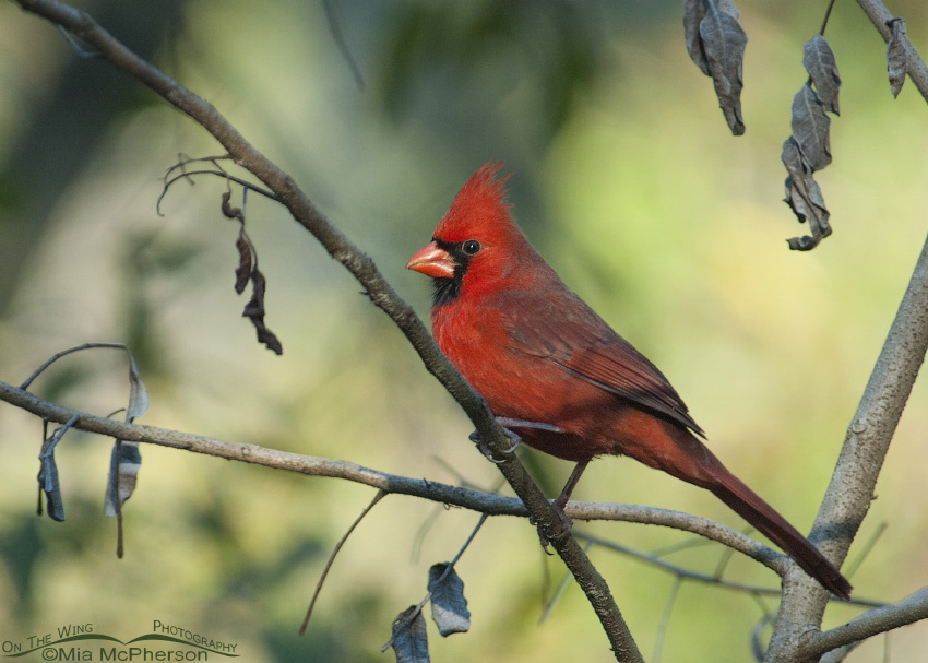 Male Northern Cardinal in dappled light, John Chesnut Sr. Park, Pinellas County, Florida