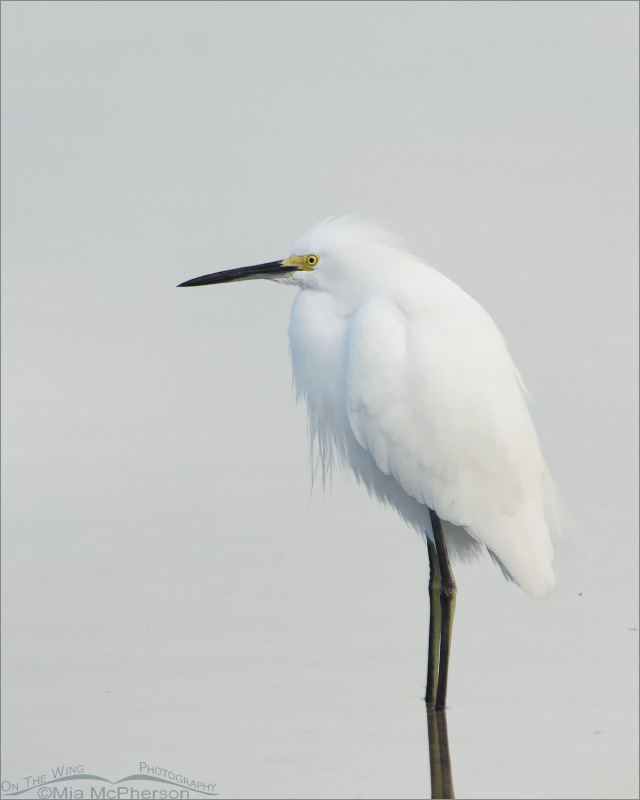 Snowy Egret in low light, Fort De Soto County Park, Pinellas County, Florida