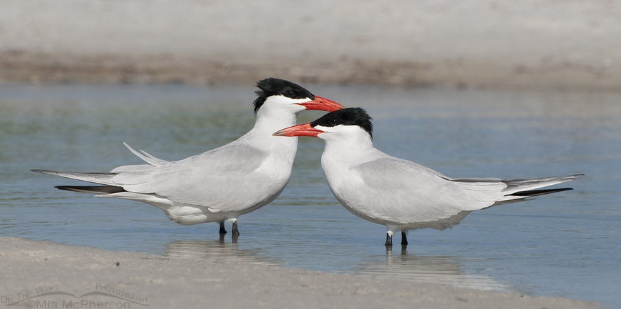 Pair of Caspian Terns in a lagoon, Fort De Soto County Park, Pinellas County, Florida