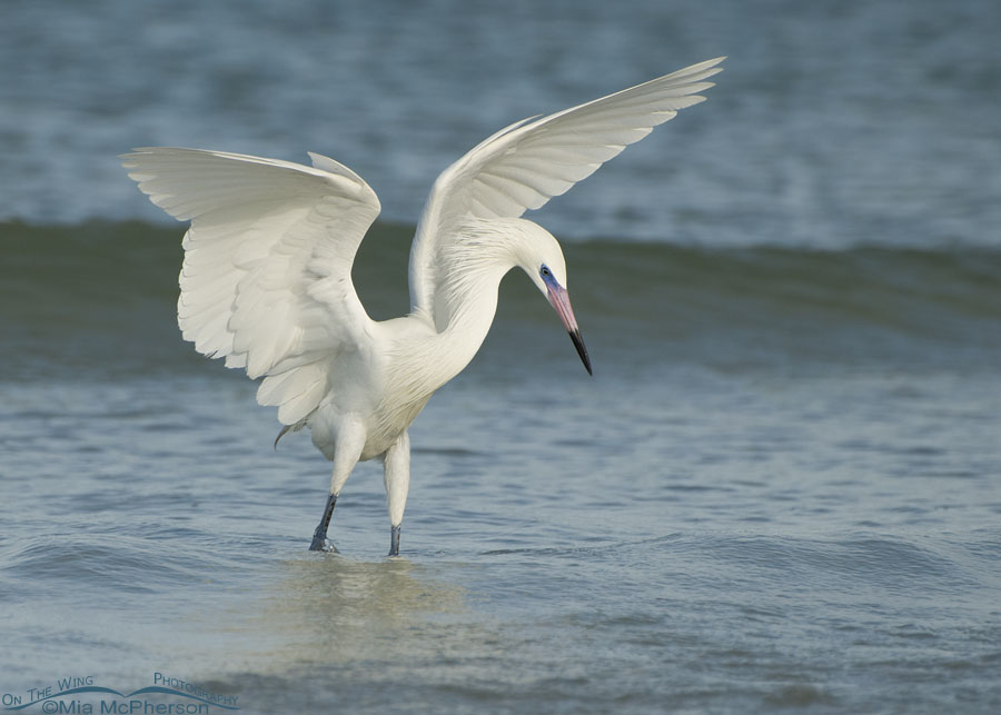 White morph Reddish Egret in breeding plumage hunting in the Gulf of Mexico, Fort De Soto County Park, Pinellas County, Florida
