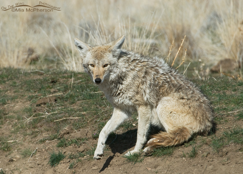 Lazy Coyote in Utah