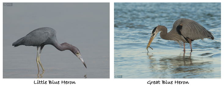 Little Blue Heron - Great Blue Heron comparison