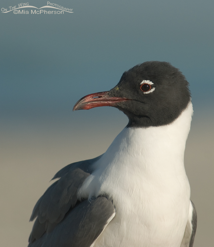 Laughing Gull portrait in breeding plumage, Fort De Soto County Park, Pinellas County, Florida