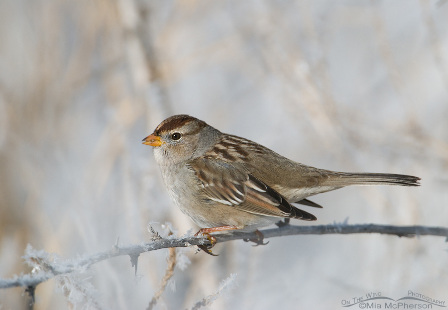 Juvenile White-crowned Sparrow on a cold day