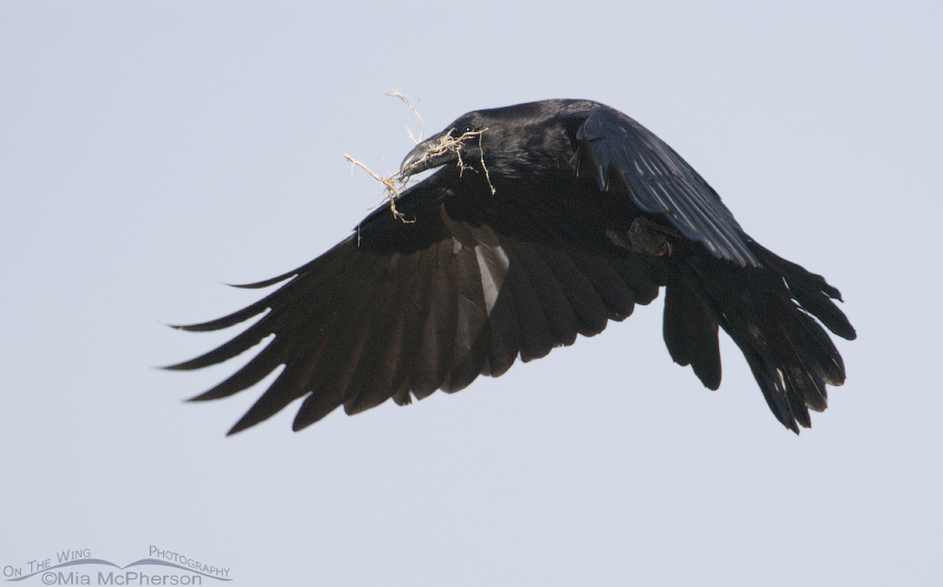 Common Raven with nesting material in flight, Antelope Island State Park, Davis County, Utah