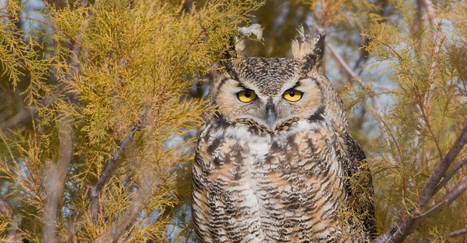 Great Horned Owl perched in a Tamarisk