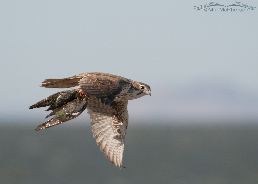 Prairie Falcon with prey
