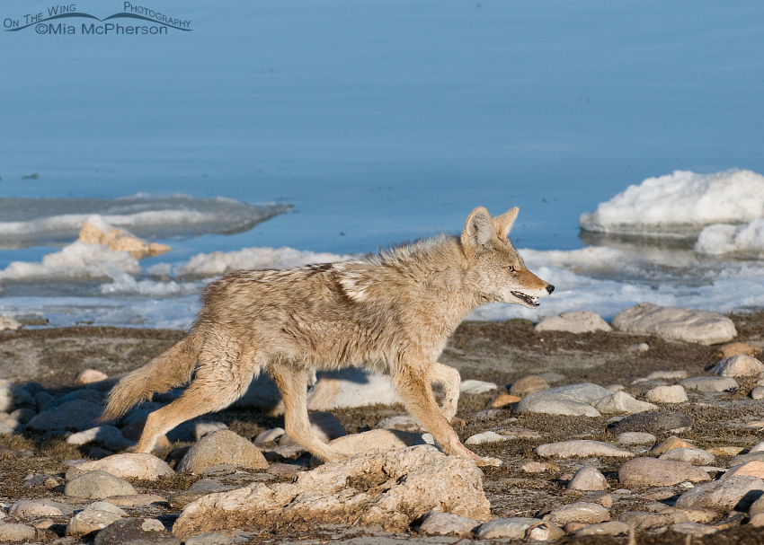 Coyote running along the Great Salt Lake