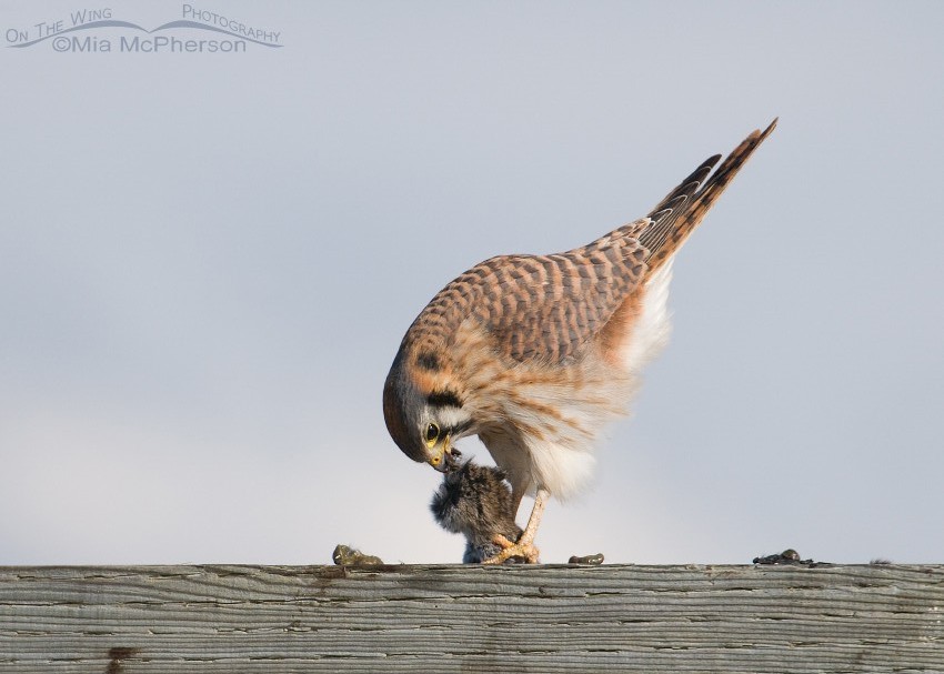 American Kestrel really tugging at the vole