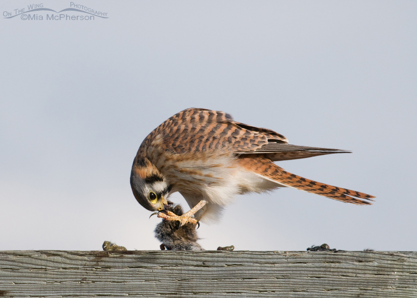 Female American Kestrel eating a vole