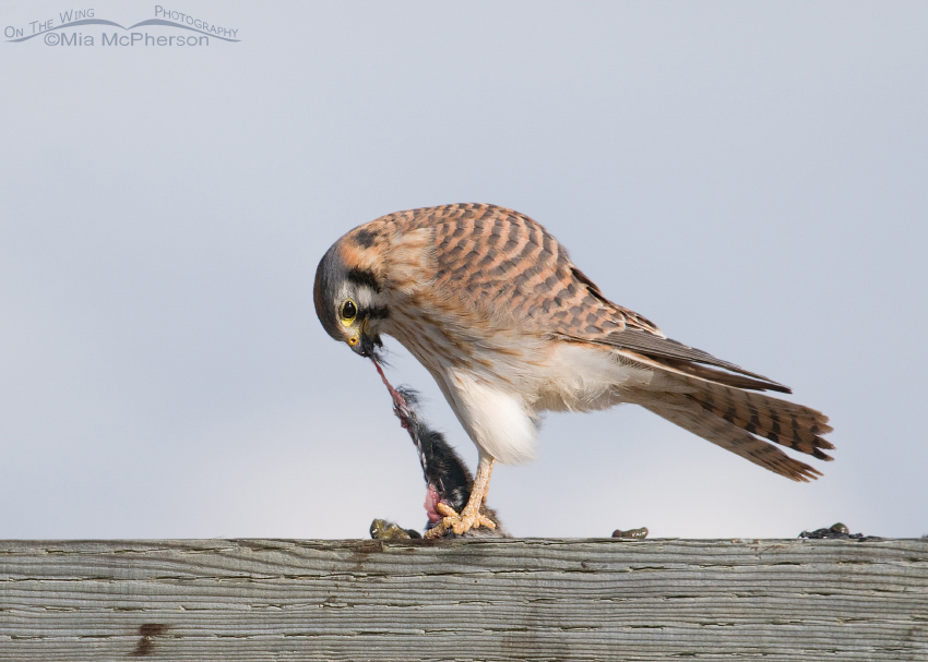 American Kestrel tugging hard at her prey