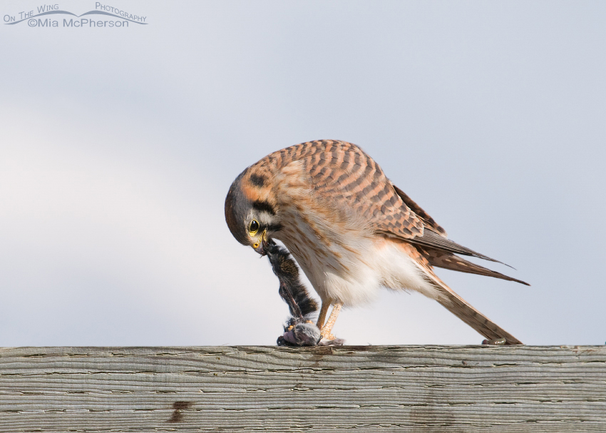 Female American Kestrel stretching our her prey