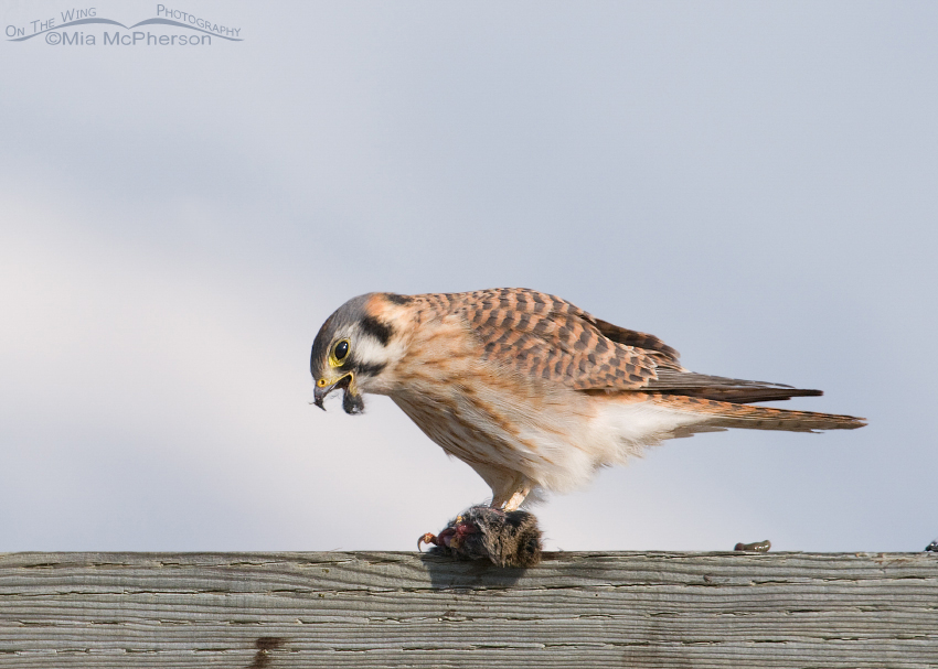 American Kestrel and her fuzzy beak