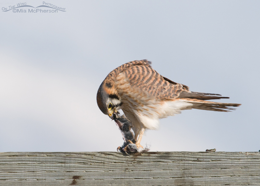 Kestrel tearing the vole