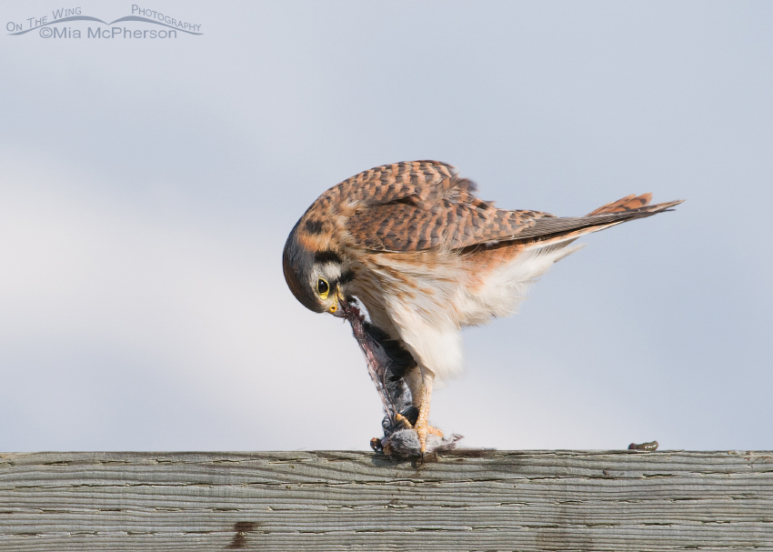 Female Kestrel putting everything into her meal