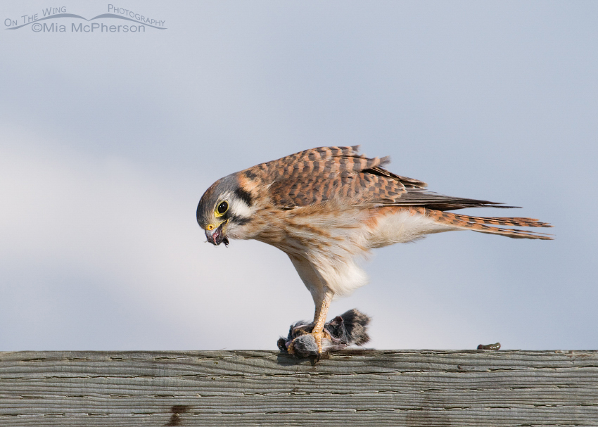 Lunch time! For an American Kestrel