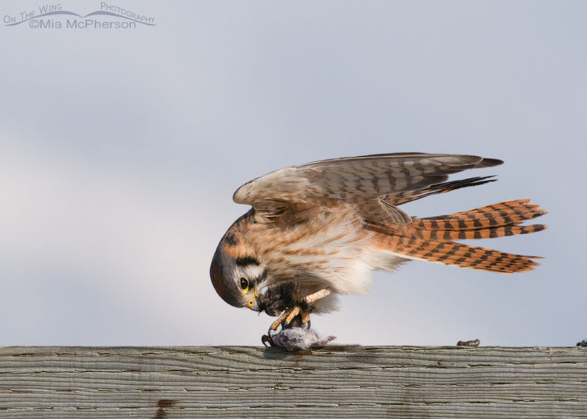 Female American Kestrel balancing in the wind