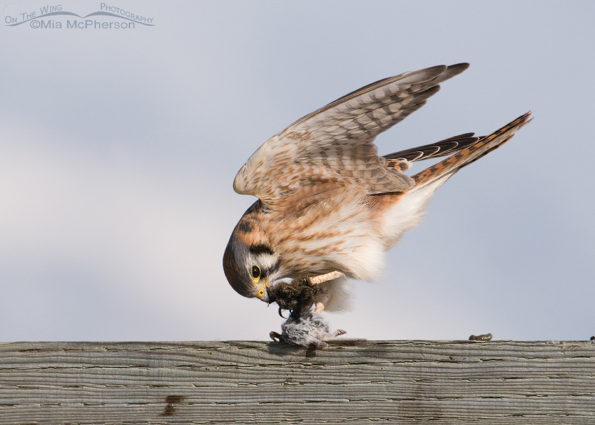 Female American Kestrel balancing while eating