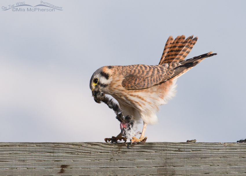 Female American Kestrel struggling in the wind