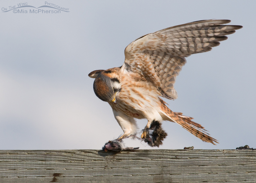 Female American Kestrel with a strong grip on her lunch