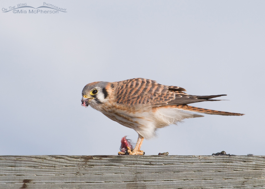 American Kestrel female downing her lunch