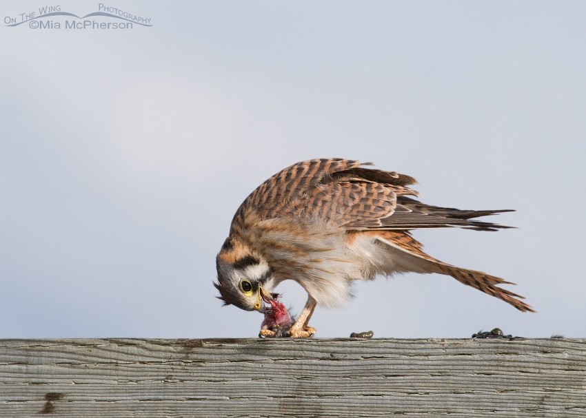 Female American Kestrel almost done with lunch