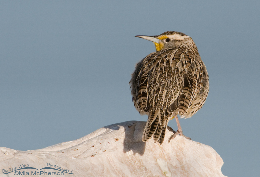 Western Meadowlark on a boulder with the Great Salt Lake in the background