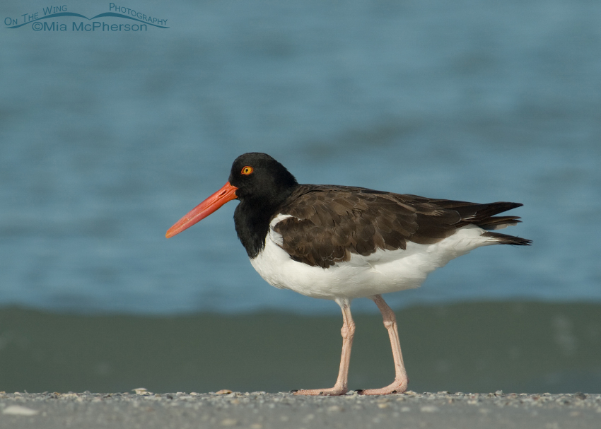 American Oystercatcher with wave in the background