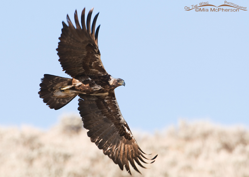 Golden Eagle in flight over Antelope Island SP, Antelope Island State Park, Davis County, Utah