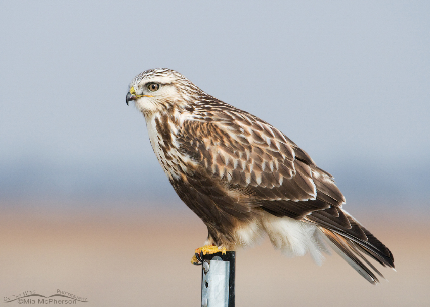 Rough-legged Hawk perched on a mile marker post