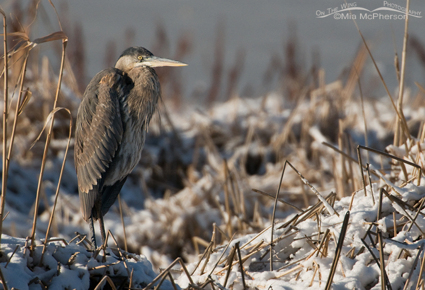 Hatch year Great Blue Heron on Christmas Day