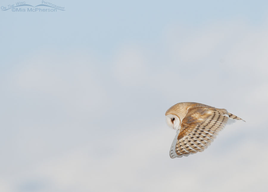 Hunting Barn Owl in flight, Farmington Bay Waterfowl Management Area, Davis County, Utah