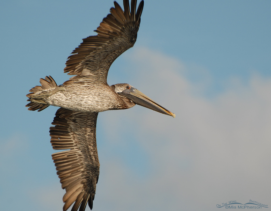 Close up of a Brown Pelican in flight