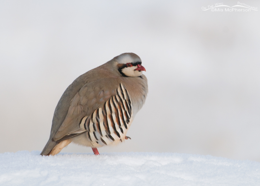 Chukar on one foot in the snow