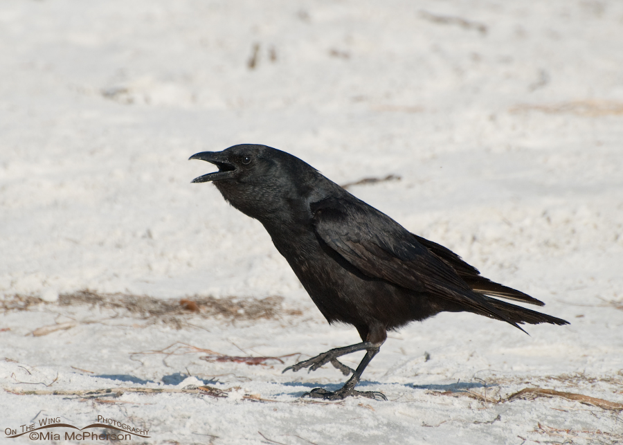 Fish Crow calling, Fort De Soto County Park, Pinellas County, Florida