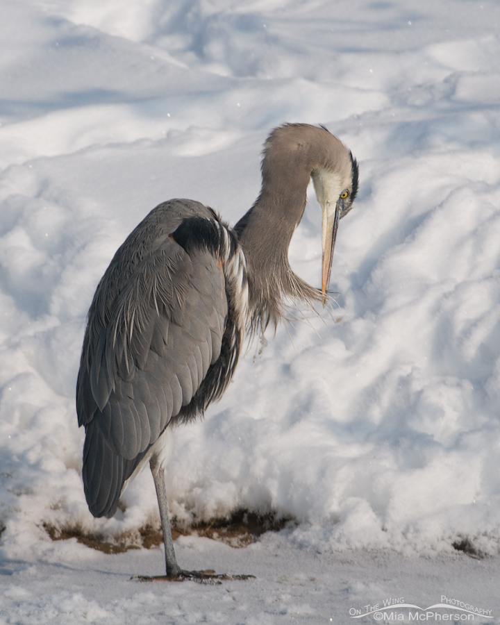 Great Blue Heron trying to remove ice from its plumage