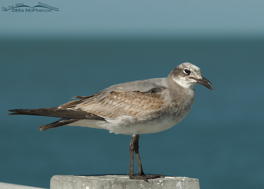 1st winter Laughing Gull, Fort De Soto County Park, Pinellas County, Florida