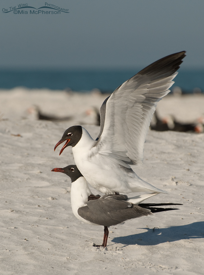 Mating Laughing Gulls, Fort De Soto County Park, Pinellas County, Florida