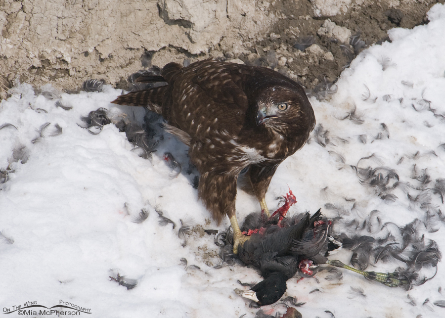Harlan's Red-tailed Hawk juvenile with an American Coot