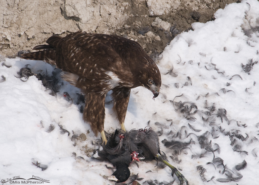 A pile of feathers and a Harlan's Hawk juvenile