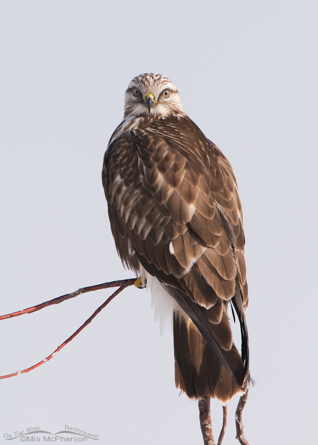 Rough-legged Hawk juvenile