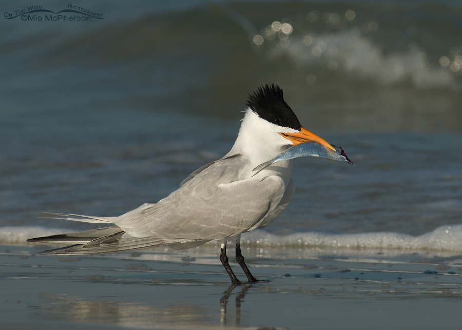 Royal Tern in breeding plumage with gift for mate