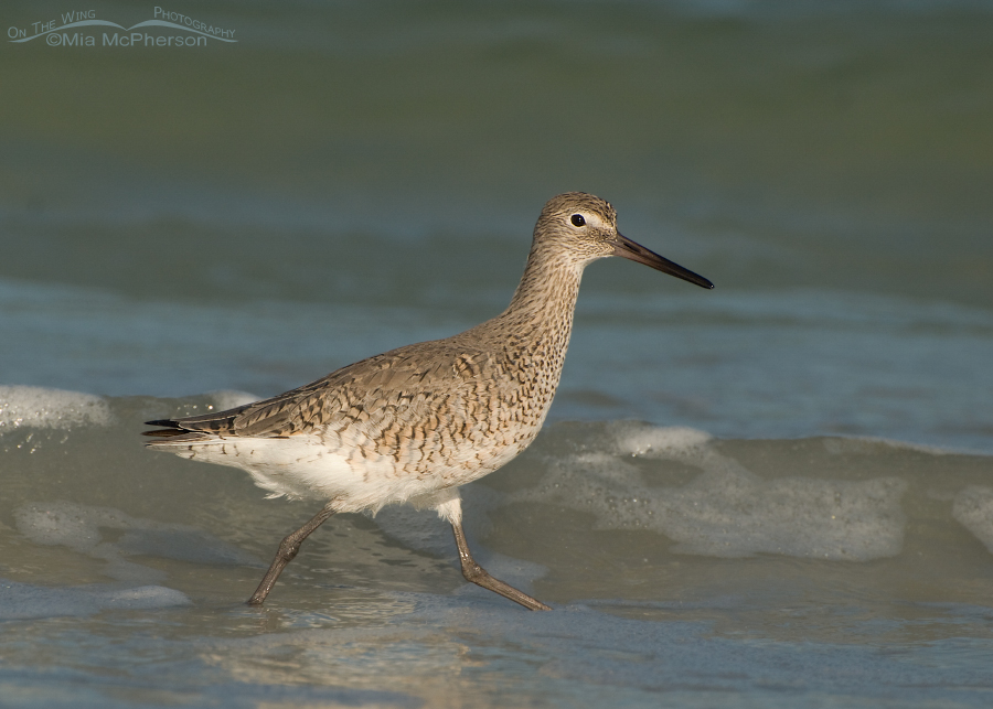Willet foraging in the Gulf of Mexico's waves