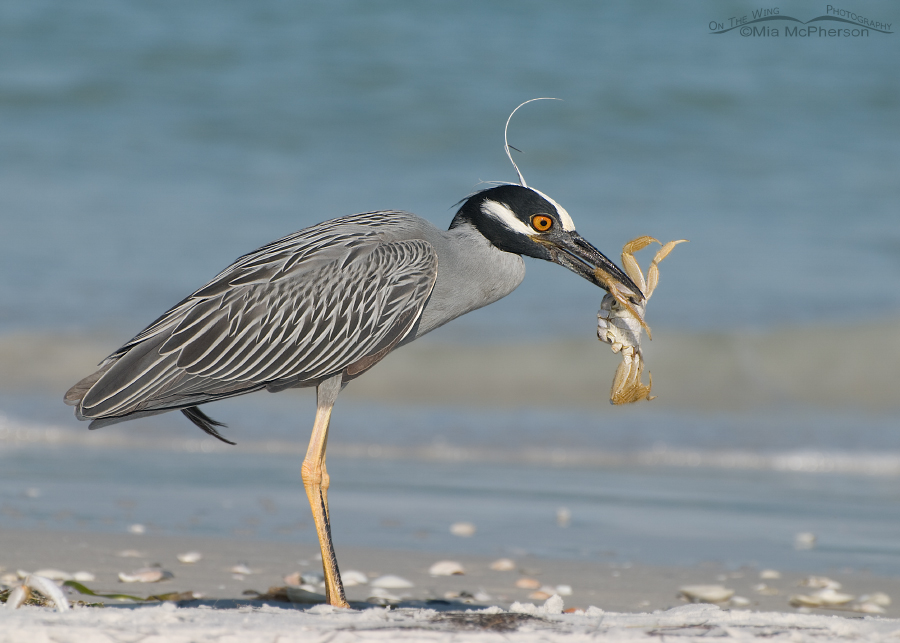 Yellow-crowned Night Heron adult devouring a Ghost Crab